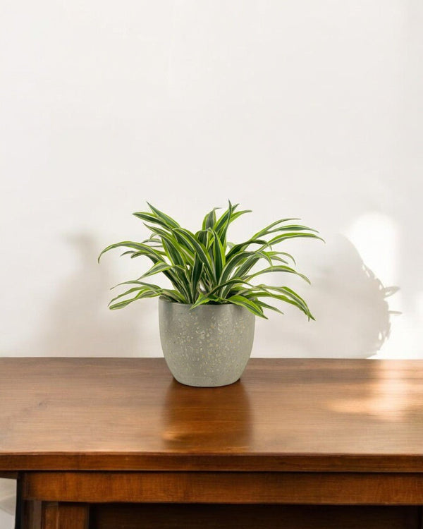 Dracena Fragrans Lemon Lime - grow pot - Potted plant - Tumbleweed Plants - Online Plant Delivery Singapore