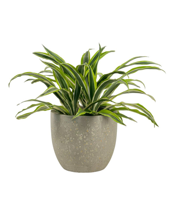 Dracena Fragrans Lemon Lime - grow pot - Potted plant - Tumbleweed Plants - Online Plant Delivery Singapore