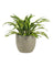 Dracena Fragrans Lemon Lime