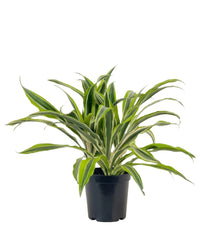 Dracena Fragrans Lemon Lime - grow pot - Potted plant - Tumbleweed Plants - Online Plant Delivery Singapore