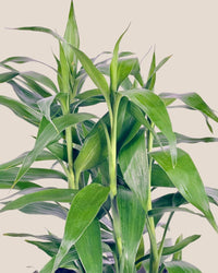 Dracena Sanderiana Green Plant - grow pot - Potted plant - Tumbleweed Plants - Online Plant Delivery Singapore