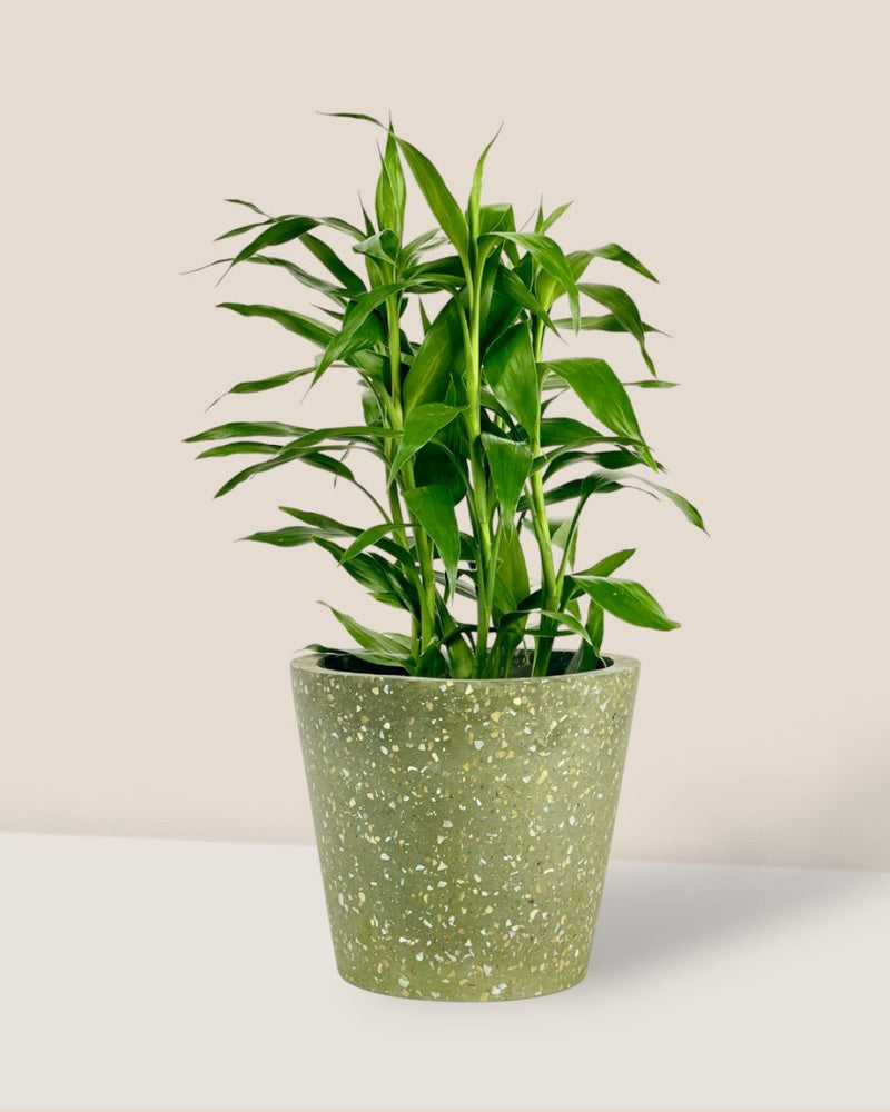 Dracena Sanderiana Green Plant - grow pot - Potted plant - Tumbleweed Plants - Online Plant Delivery Singapore