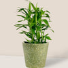 Dracaena Sanderiana Green Plant (0.6m)