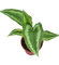 Drop Tongue Plant