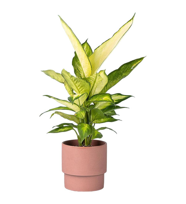 Dumb Cane - terracotta cylinder - Potted plant - Tumbleweed Plants - Online Plant Delivery Singapore