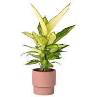 Dieffenbachia White Dumb Cane