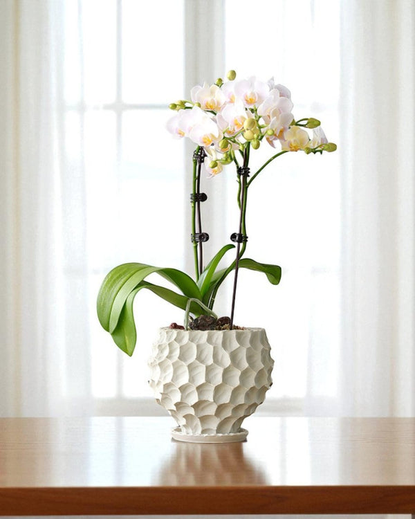 Durian Planter - Planter - 5995558258549 - Tumbleweed Plants - Online Plant Delivery Singapore