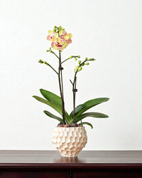 Durian Planter - Planter - 5995558258549 - Tumbleweed Plants - Online Plant Delivery Singapore