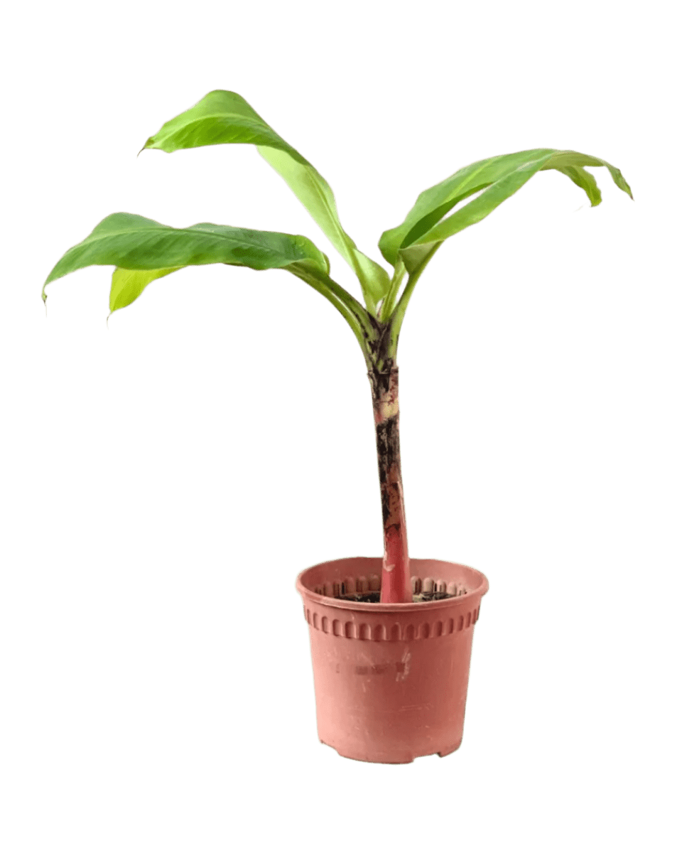 Dwarf Banana Tree - Potted plant - POTT - DWAR - GRW - 5594 - Tumbleweed Plants - Online Plant Delivery Singapore