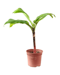 Dwarf Banana Tree - Potted plant - POTT - DWAR - GRW - 5594 - Tumbleweed Plants - Online Plant Delivery Singapore