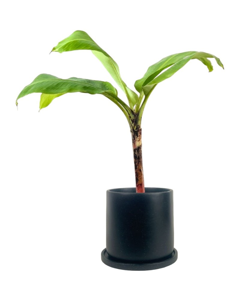 Dwarf Banana Tree - grow pot - Potted plant - Tumbleweed Plants - Online Plant Delivery Singapore