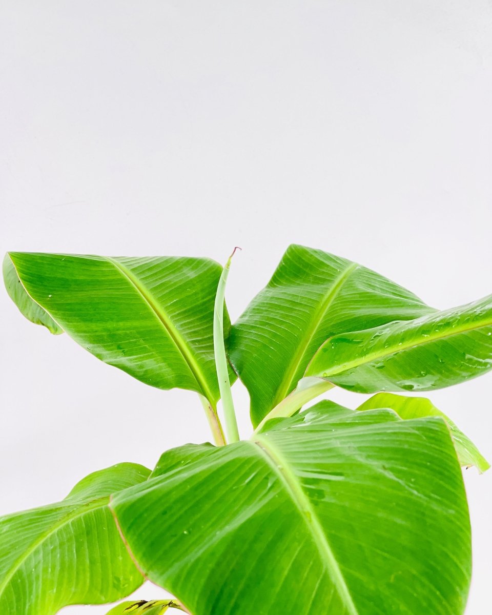 Dwarf Banana Tree - grow pot - Potted plant - Tumbleweed Plants - Online Plant Delivery Singapore