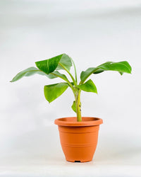 Dwarf Banana Tree - grow pot - Potted plant - Tumbleweed Plants - Online Plant Delivery Singapore