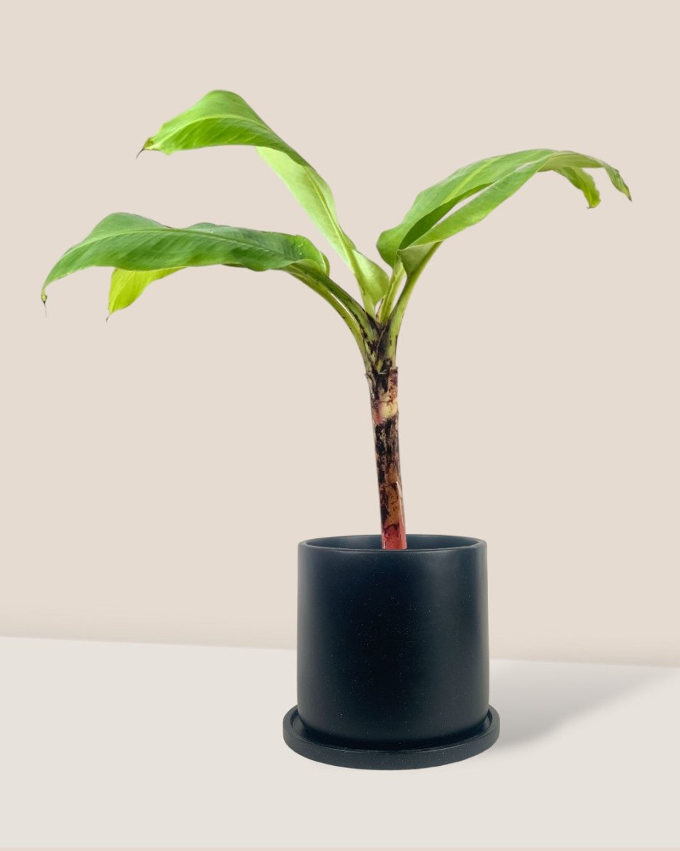Dwarf Banana Tree - medium brindle pot - black - Potted plant - Tumbleweed Plants - Online Plant Delivery Singapore