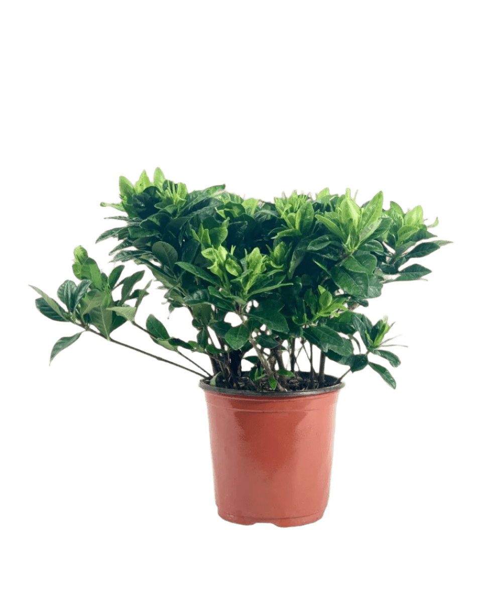 Dwarf Gardenia Jasminoides - Potted plant - POTT - DWAR - GRW - 5233 - Tumbleweed Plants - Online Plant Delivery Singapore