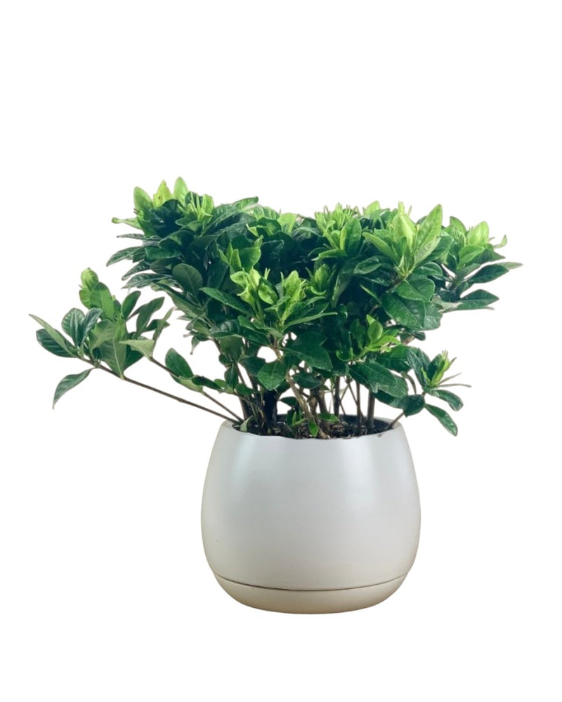 Dwarf Gardenia Jasminoides - grow pot - Potted plant - Tumbleweed Plants - Online Plant Delivery Singapore