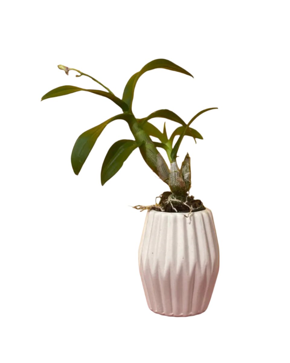 Dwarf Purple Orchid - geometric mini pots white (high) - Potted plant - Tumbleweed Plants - Online Plant Delivery Singapore