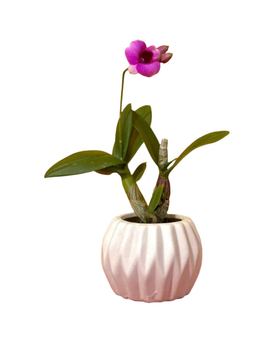 Dwarf Purple Orchid - geometric mini pots white (short) - Potted plant - Tumbleweed Plants - Online Plant Delivery Singapore