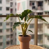 Alocasia Macrorrhizos ‘Lutea’