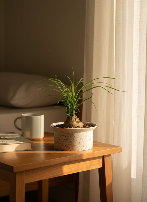 Tumbleweed Plants