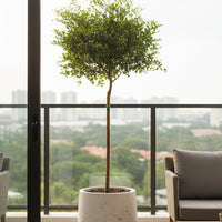 Finger Lime Tree (Australia)