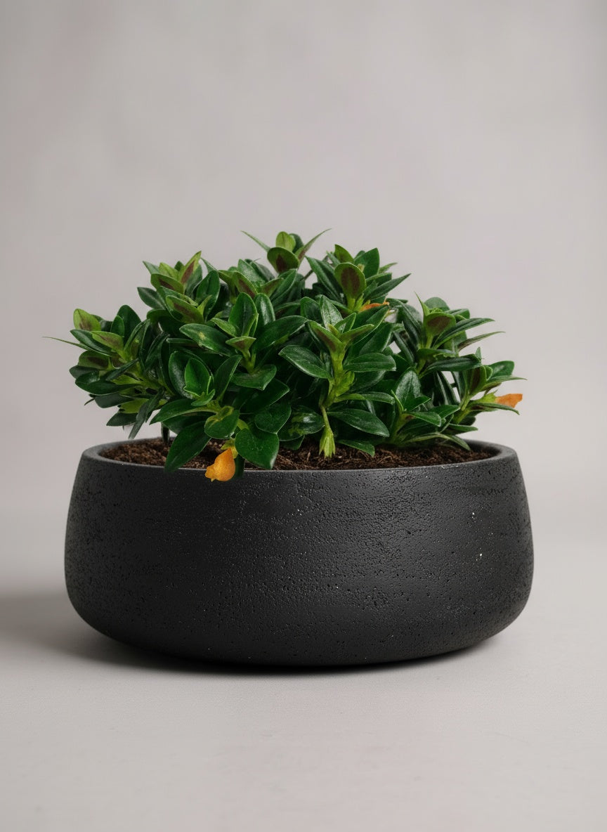 Goldfish Plant - Nematanthus - Potted plant -  Tumbleweed Plants