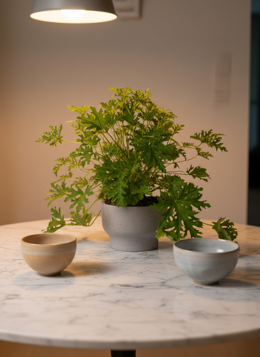 Mosquito Plant - Pelargonium Citrosum - Potted plant -  Tumbleweed Plants