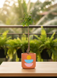 Money Tree Bottle-Trunk