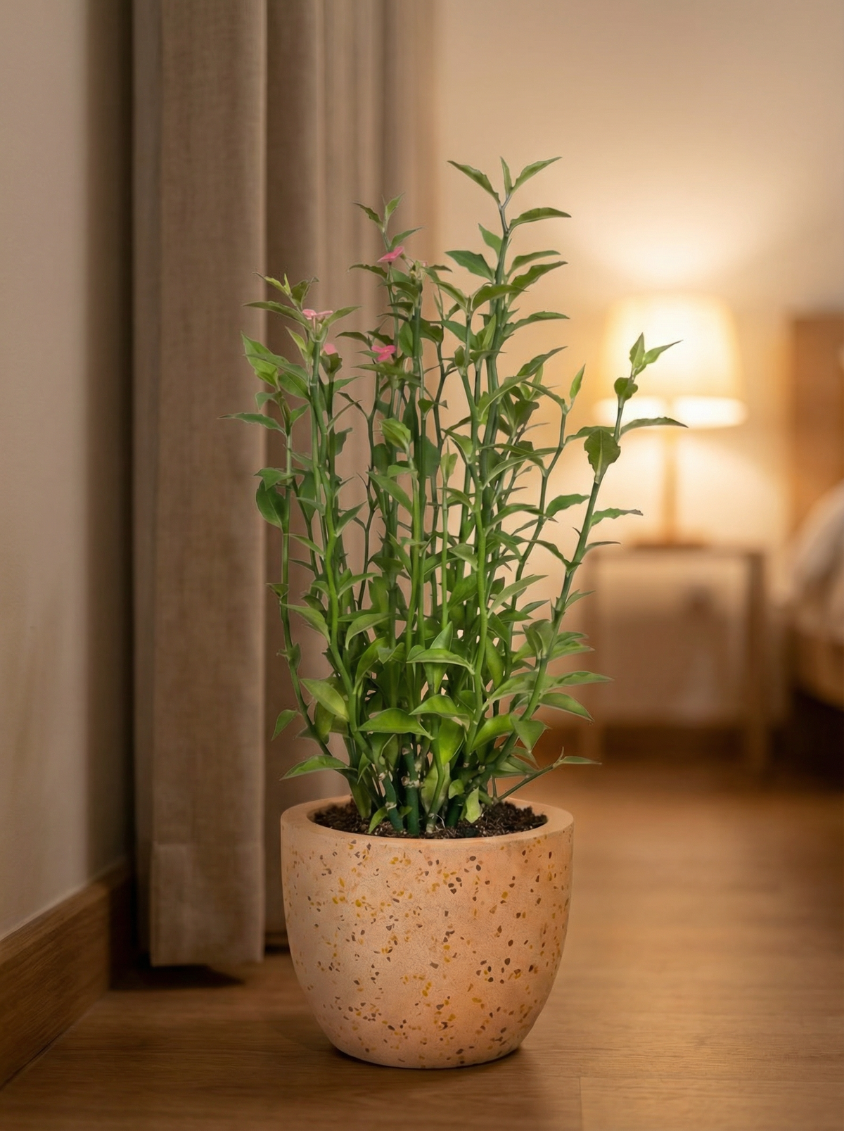 Euphorbia Milii - Bird Plant