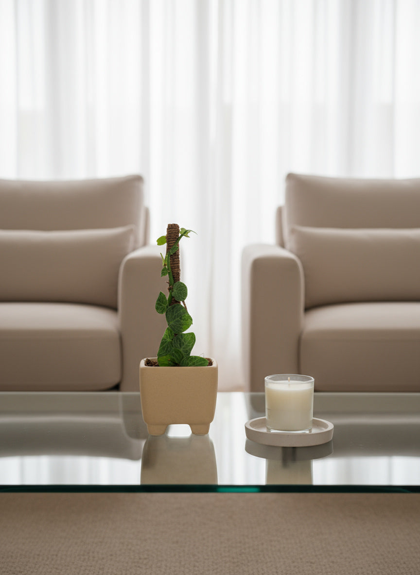 Mini Rhaphidophora Cryptantha