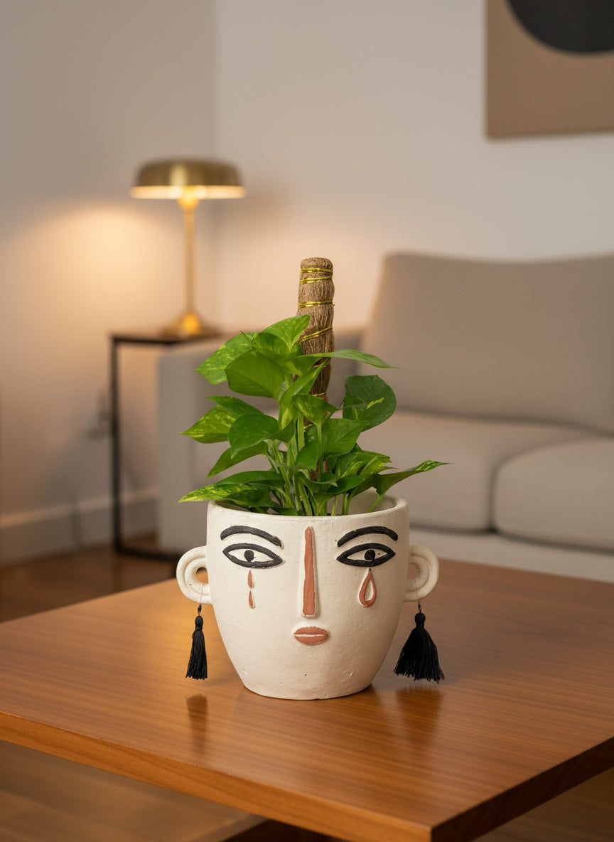 Epipremnum Money Plant (0.6m) - Potted plant -  Tumbleweed Plants