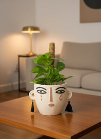 Epipremnum Money Plant (0.6m) - Potted plant -  Tumbleweed Plants