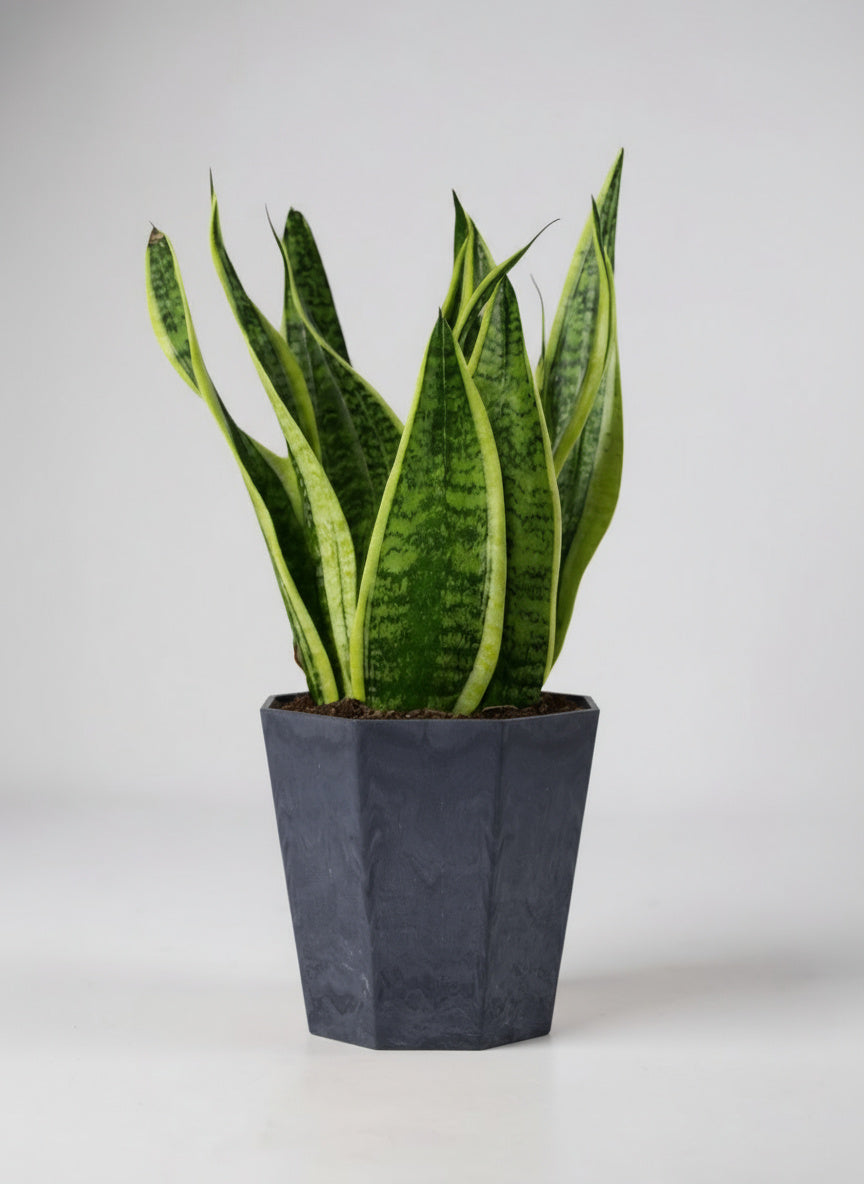 Sansevieria Trifasciata 'Futura Superba' - Potted plant -  Tumbleweed Plants