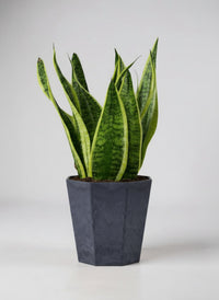 Sansevieria Trifasciata 'Futura Superba' - Potted plant -  Tumbleweed Plants