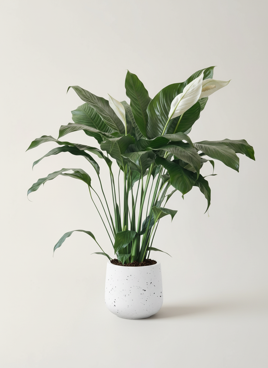 Peace Lily (0.8m)