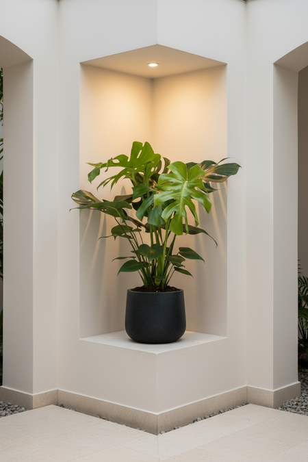 Monstera Deliciosa XL (1m) - Potted plant -  Tumbleweed Plants