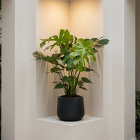 Monstera Deliciosa XL (1m)