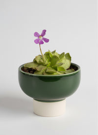 Assorted Succulents Mini