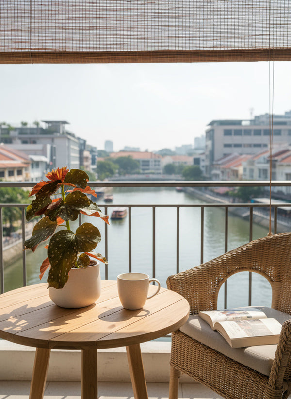 Polka Dot Begonia - Potted plant -  Tumbleweed Plants