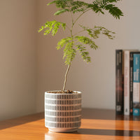 Everfresh Baby Tree - Pithecellobium Confertum (Japan)