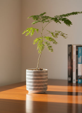 Everfresh Baby Tree - Pithecellobium Confertum (Japan)