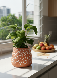 Calathea Orbifolia - Potted plant -  Tumbleweed Plants