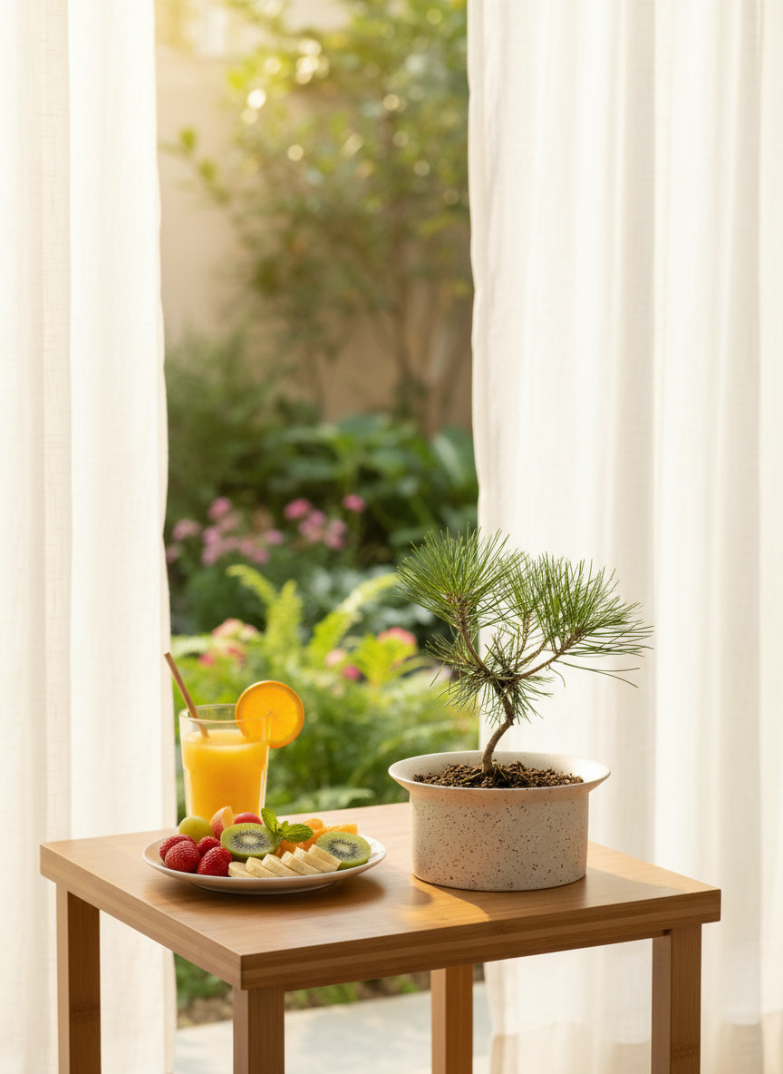 Miniature Japanese Black Pine/Pinus Thunbergii