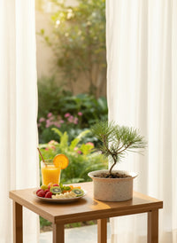 Miniature Japanese Black Pine/Pinus Thunbergii