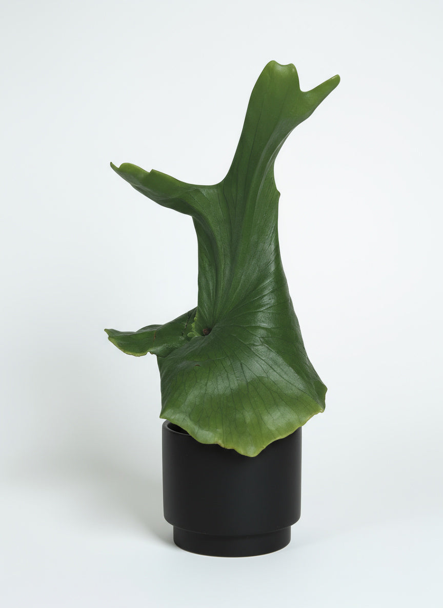 Platycerium wandae (Queen Staghorn Fern)