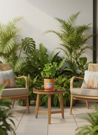 Sweet Basil - Potted plant -  Tumbleweed Plants