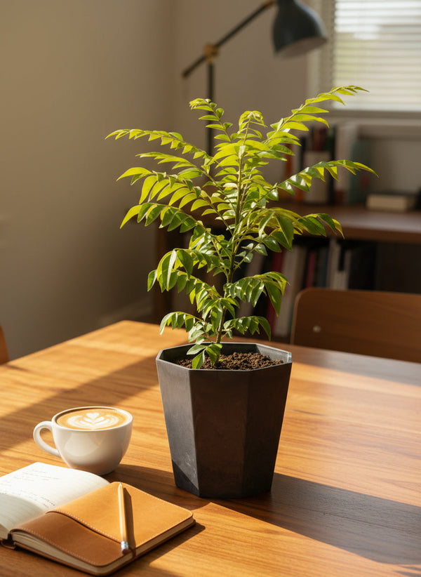 Medium Curry leaf Plant - Potted plant -  Tumbleweed Plants