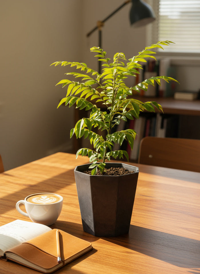 Medium Curry leaf Plant - Potted plant -  Tumbleweed Plants
