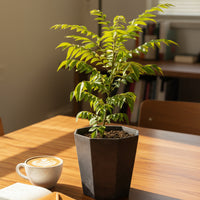 Medium Curry leaf Plant