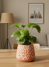 Calathea Orbifolia - Potted plant -  Tumbleweed Plants